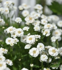Řebříček Bertrám Perla - Achillea ptarmica - semena řebříčku - 200 ks