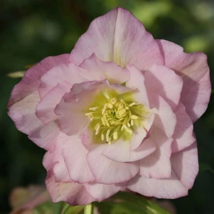 Čemeřice plnokvětá Ellen růžová - Helleborus double - prostokořenné sazenice čemeřice - 1 ks