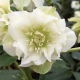 Čemeřice plnokvětá Ellen bílá - Helleborus double - prostokořenné sazenice čemeřice - 1 ks
