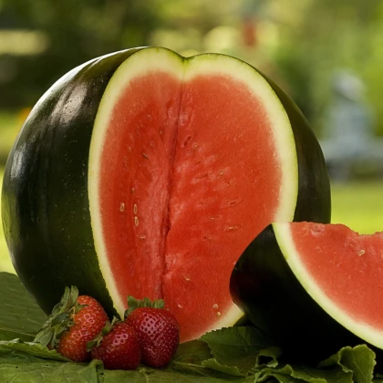 BIO Meloun vodní Sugar baby - Citrullus lanatus - bio semena melounu - 6 ks