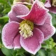 Čemeřice Pretty Ellen tečkovaná - Helleborus orientalis - prostokořenné sazenice čemeřice - 1 ks