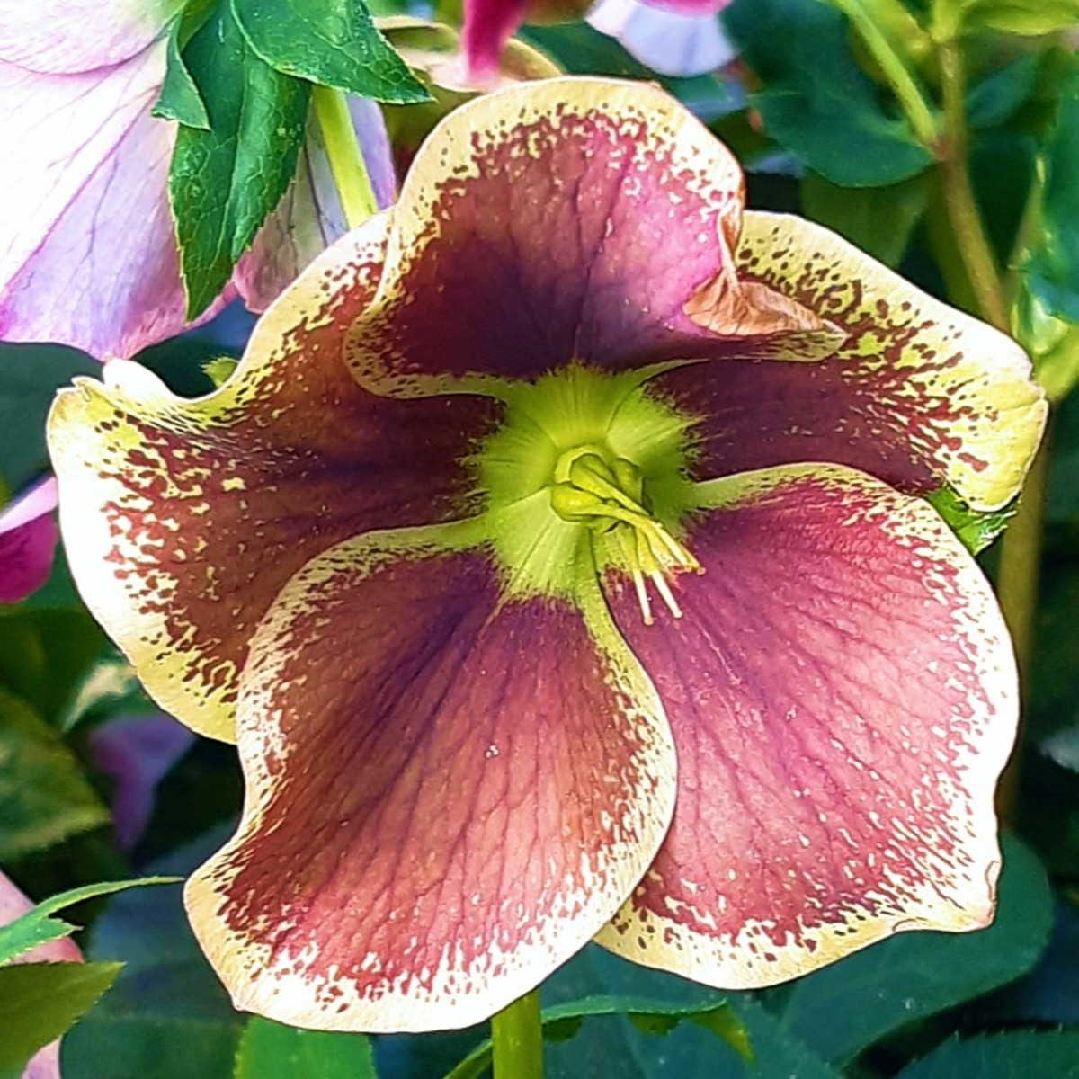 Čemeřice Pretty Ellen tečkovaná - Helleborus orientalis - prostokořenné sazenice čemeřice - 1 ks