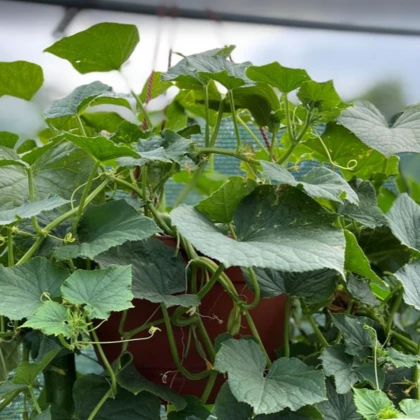Okurka Cascadini F1 - okurka do květináče - Cucumis sativus - semena okurky - 5 ks