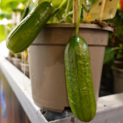 Okurka Cascadini F1 - okurka do květináče - Cucumis sativus - semena okurky - 5 ks