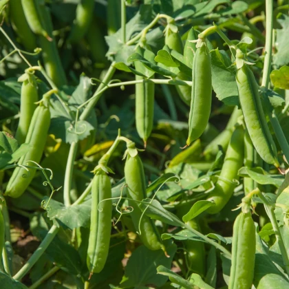 Hrách Grandera - Pisum sativum - semena hrachu - 40 ks