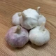 Sadbový česnek Morado de Cuenca - Allium sativum - nepaličák - cibule česneku - 1 balení