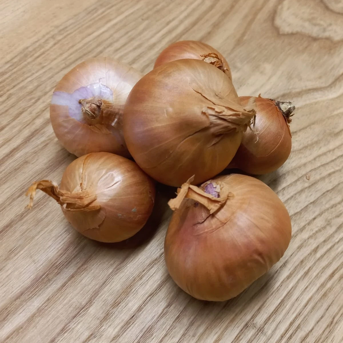 Cibule šalotka Biztro - Allium cepa - cibulky - 250 g