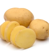 Sadbové brambory Otolia - Solanum tuberosum - 5 ks