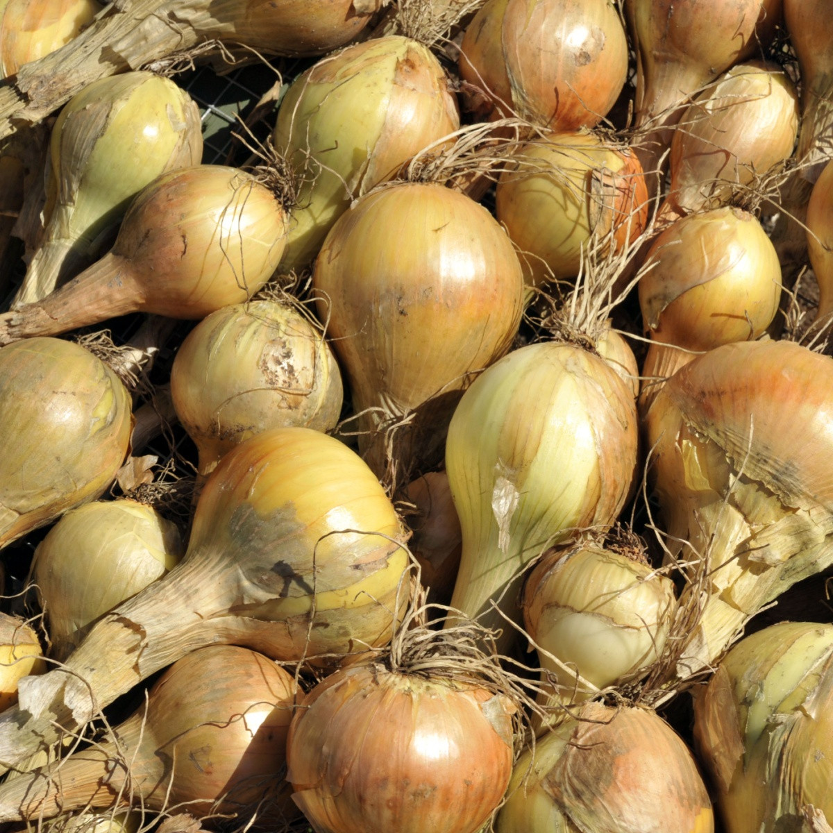 BIO Cibule sazečka Sturon - Allium cepa - bio cibulky - 250 g