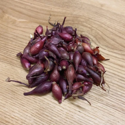 Cibule sazečka Piroska - Allium cepa - cibulky - 250 g
