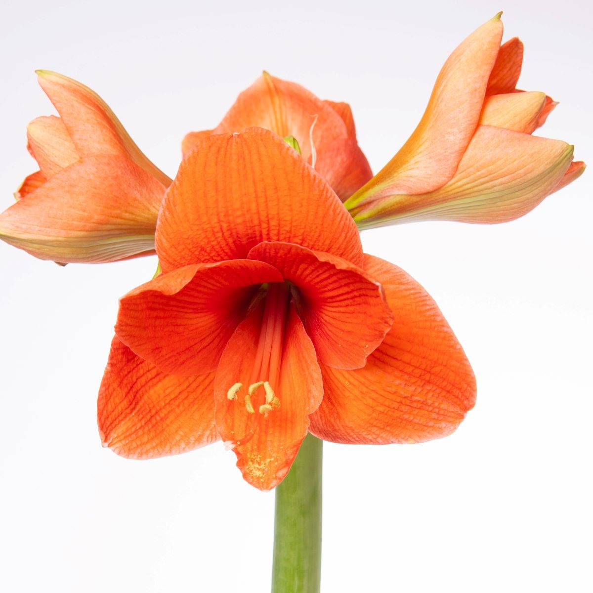 Hvězdník Naranja - Hippeastrum - cibule hvězdníku - 1 ks