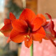 Hvězdník Naranja - Hippeastrum - cibule hvězdníku - 1 ks