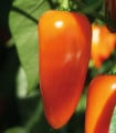Paprika Lubega Mini Orange F1 - Capsicum annuum - semena papriky - 5 ks