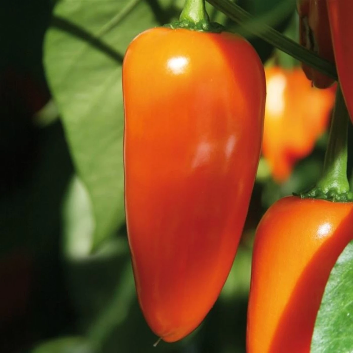 Paprika Lubega Mini Orange F1 - Capsicum annuum - semena papriky - 5 ks
