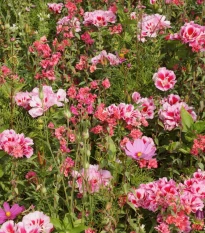 Lednická radost - semena Černý Biopro - letničková směs - 20 g