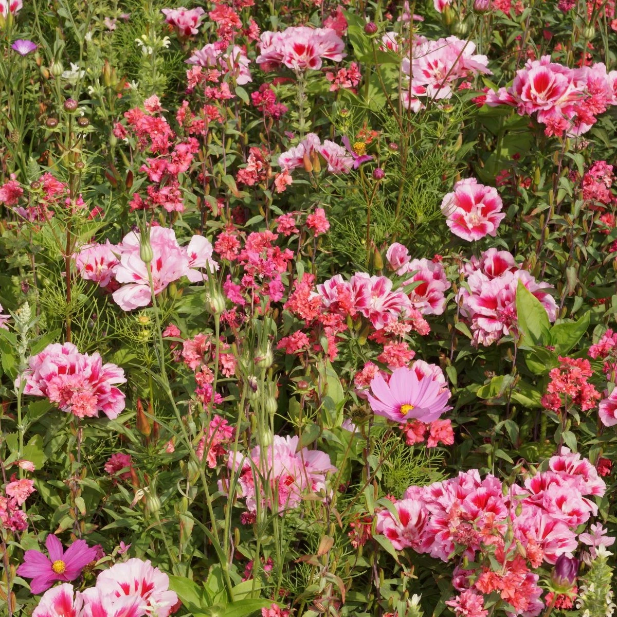 Lednická radost - semena Černý Biopro - letničková směs - 20 g