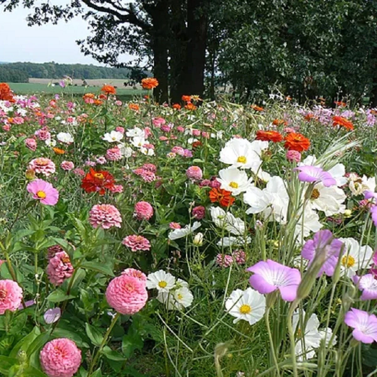 Lednická radost – luční kvítí – letničková směs – semena Černý Biopro