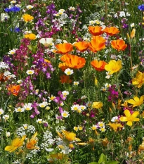 Plzeňská květnice - semena Černý Biopro - letničková směs - 20 g