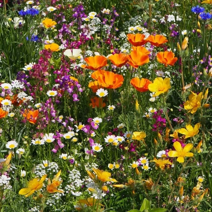 Plzeňská květnice - semena Černý Biopro - letničková směs - 20 g