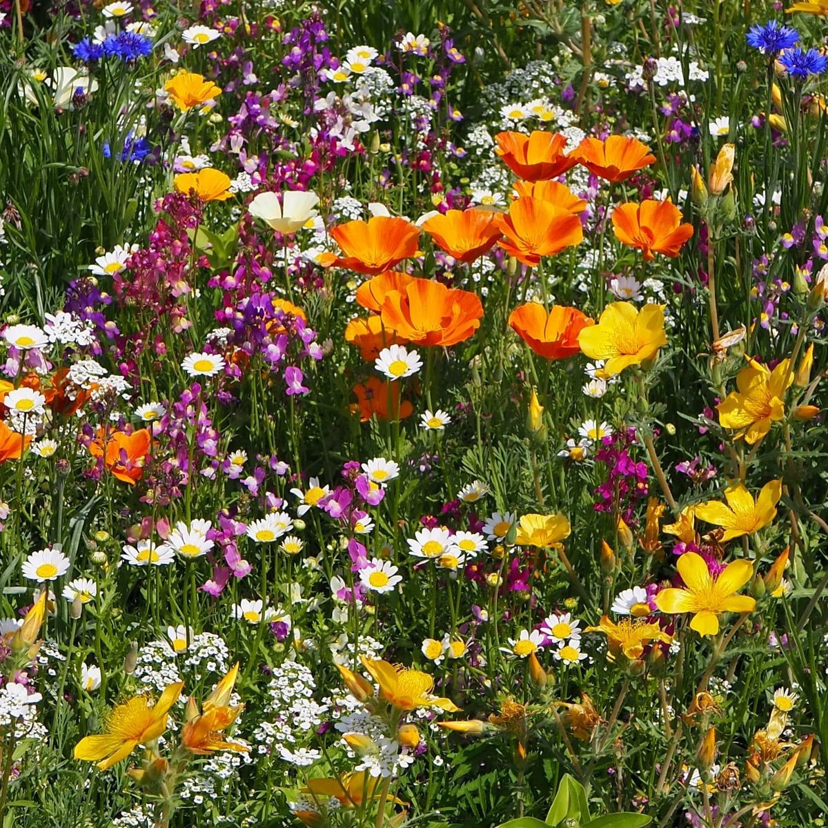 Plzeňská květnice - semena Černý Biopro - letničková směs - 20 g
