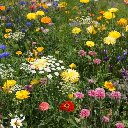 Economy - semena Černý Biopro - letničková směs - 20 g