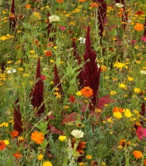 Ohnivý paprsek - semena Černý Biopro - letničková směs - 20 g