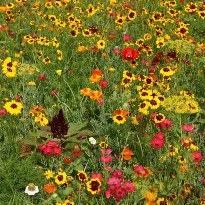 Ohnivý paprsek - semena Černý Biopro - letničková směs - 20 g
