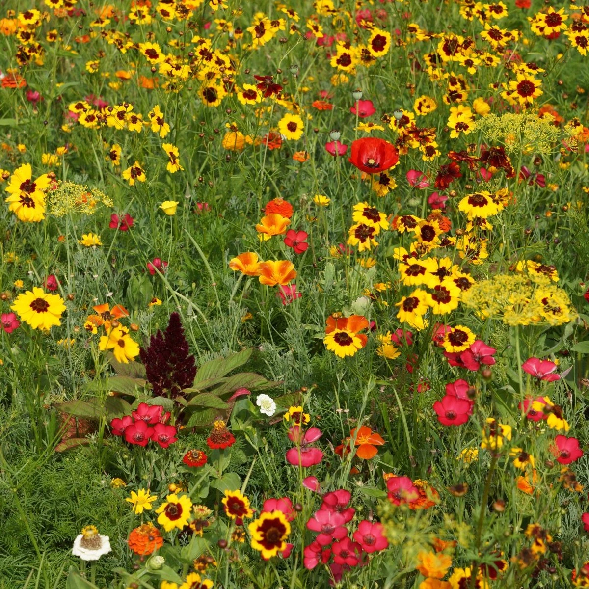 Ohnivý paprsek - semena Černý Biopro - letničková směs - 20 g