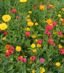 Červánková louka - semena Černý Biopro - letničková směs - 20 g