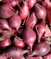 Cibule šalotka Schelia jarní červená - Allium cepa L. - semena cibule - 150 ks