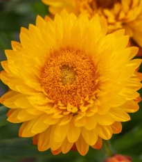 Slaměnka Lemon Yellow - Helichrysum bracteosum - semena slaměnky - 300 ks