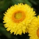 Slaměnka Lemon Yellow - Helichrysum bracteosum - semena slaměnky - 300 ks