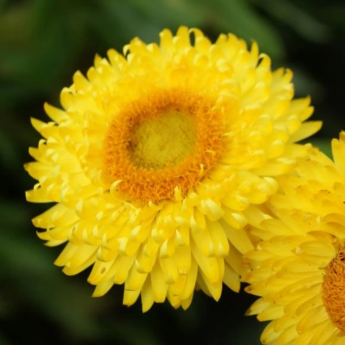 Slaměnka Lemon Yellow - Helichrysum bracteosum - semena slaměnky - 300 ks