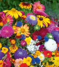 Květinová směs - Last minute - semena Kiepenkerl - 1 ks