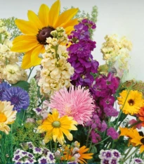 Květinová směs - Letní večer - semena Kiepenkerl - 1 ks