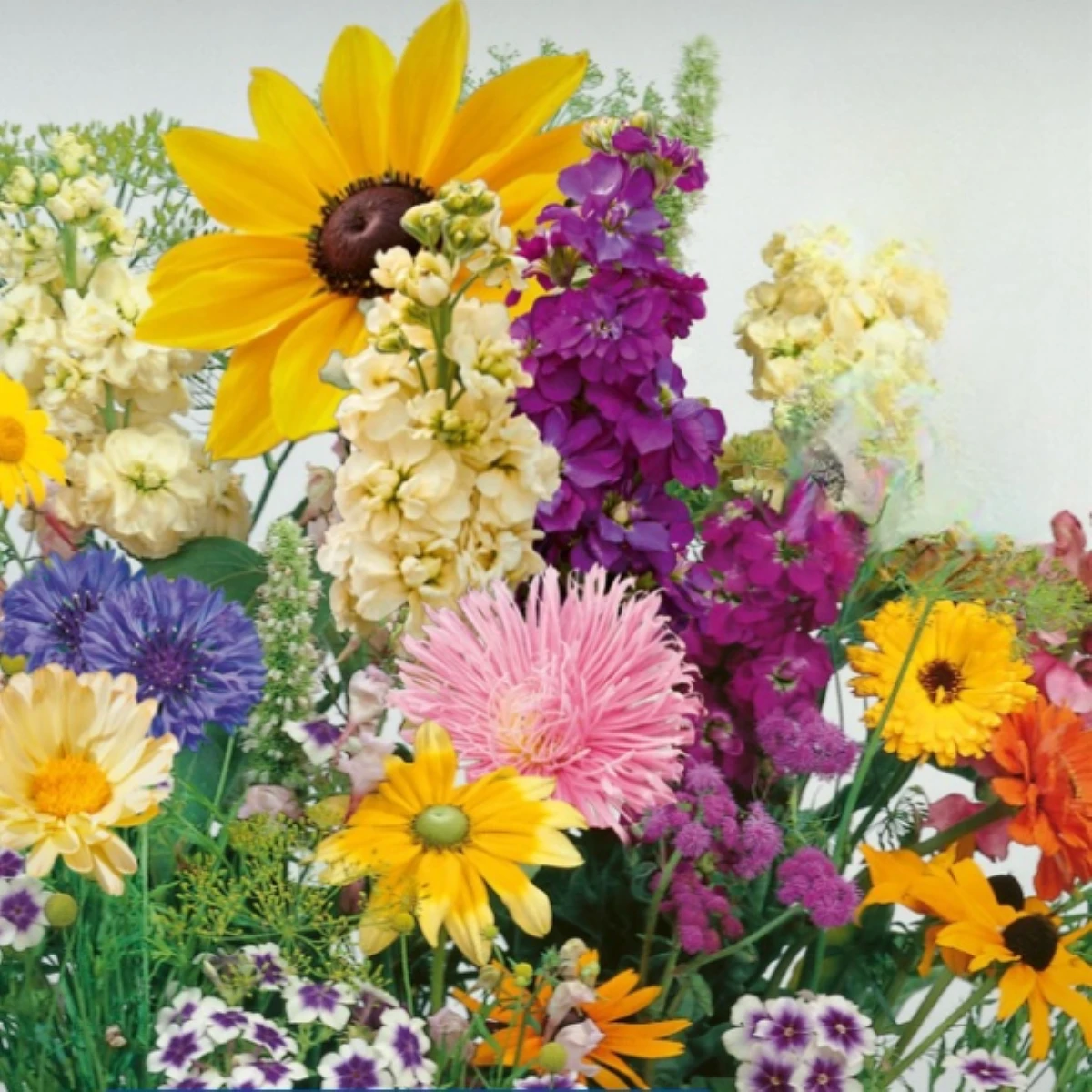 Květinová směs - Letní večer - semena Kiepenkerl - 1 ks