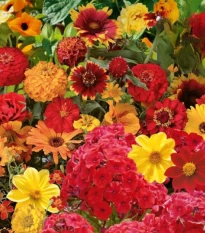 Květinová směs - Ohnivý večer - semena Kiepenkerl - 1 ks