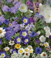 Květinová směs - Letní směs s atmosférou moře - semena Kiepenkerl - 1 ks