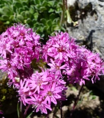 Kohoutek alpský - Lychnis alpina - semena kohoutku - 20 ks