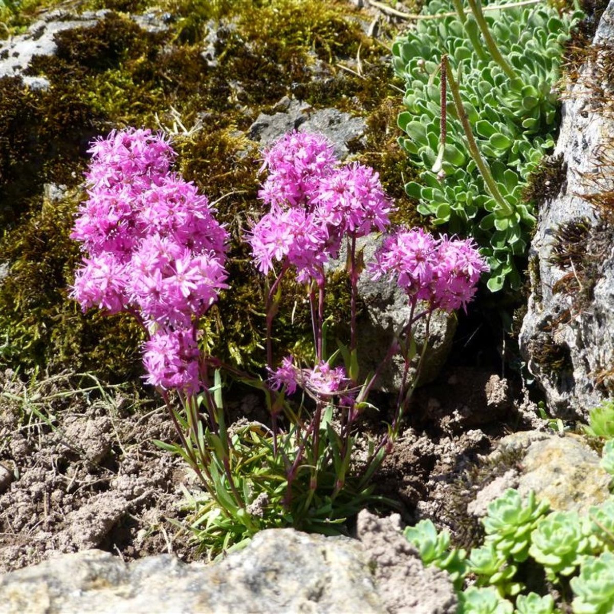 Kohoutek alpský - Lychnis alpina - semena kohoutku - 20 ks