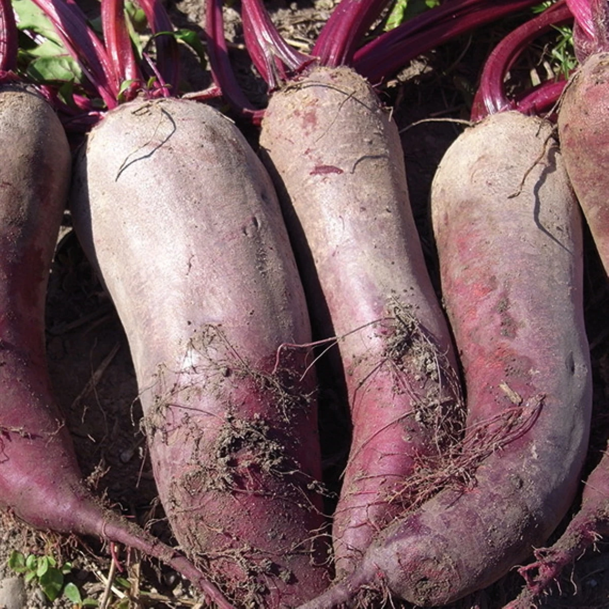 BIO Řepa červená Formanova - Beta vulgaris - bio semena řepy - 50 ks