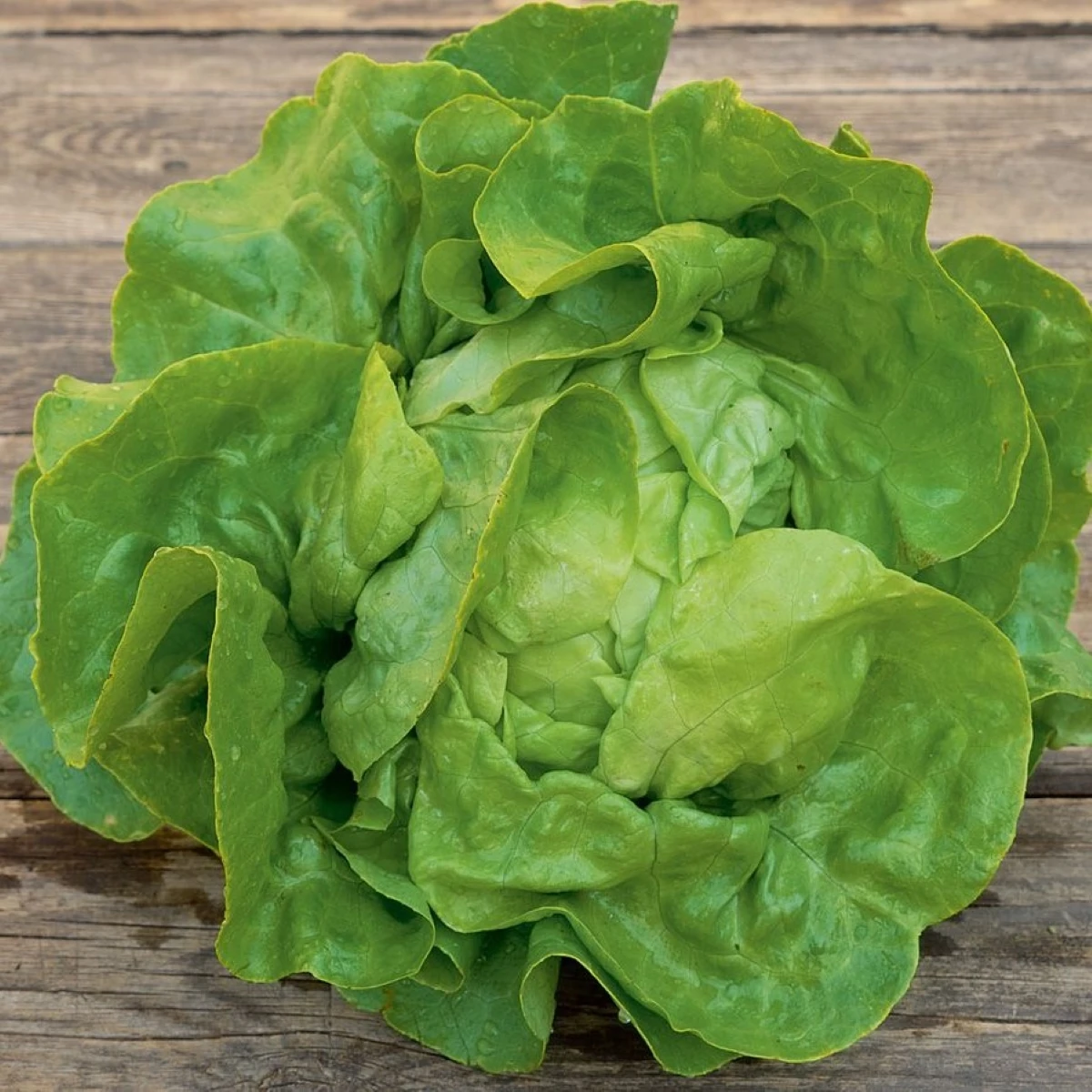 BIO salát hlávkový Lucinde - Lactuca sativa - bio semena salátu - 100 ks