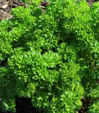 Petržel Zelená Perla - Petroselinum crispum - semena petržele - 800 ks