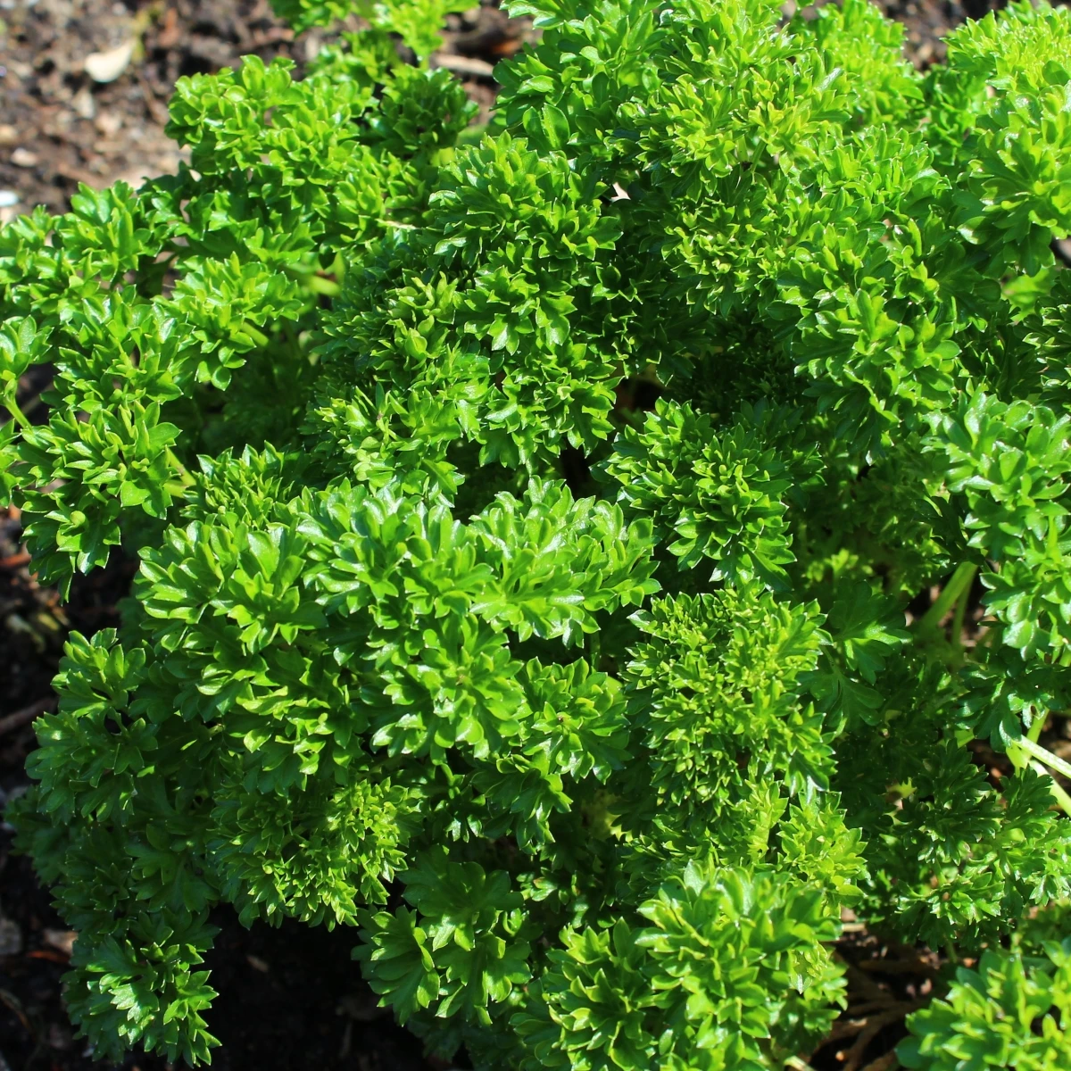 Petržel Zelená Perla - Petroselinum crispum - semena petržele - 800 ks