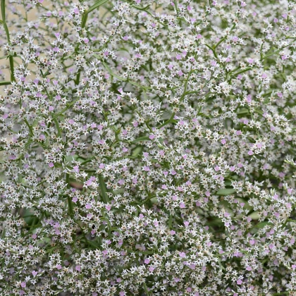 Suchobýl tatarský - Limonium tataricum - semena suchobýlu - 50 ks