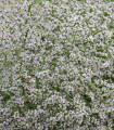 Suchobýl tatarský - Limonium tataricum - semena suchobýlu - 50 ks