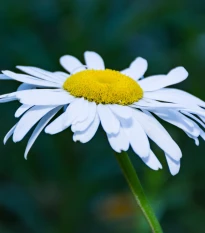 Kopretina úzkolistá - Leucanthemum graminifolium - semena kopretiny - 50 ks