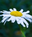 Kopretina úzkolistá - Leucanthemum graminifolium - semena kopretiny - 50 ks