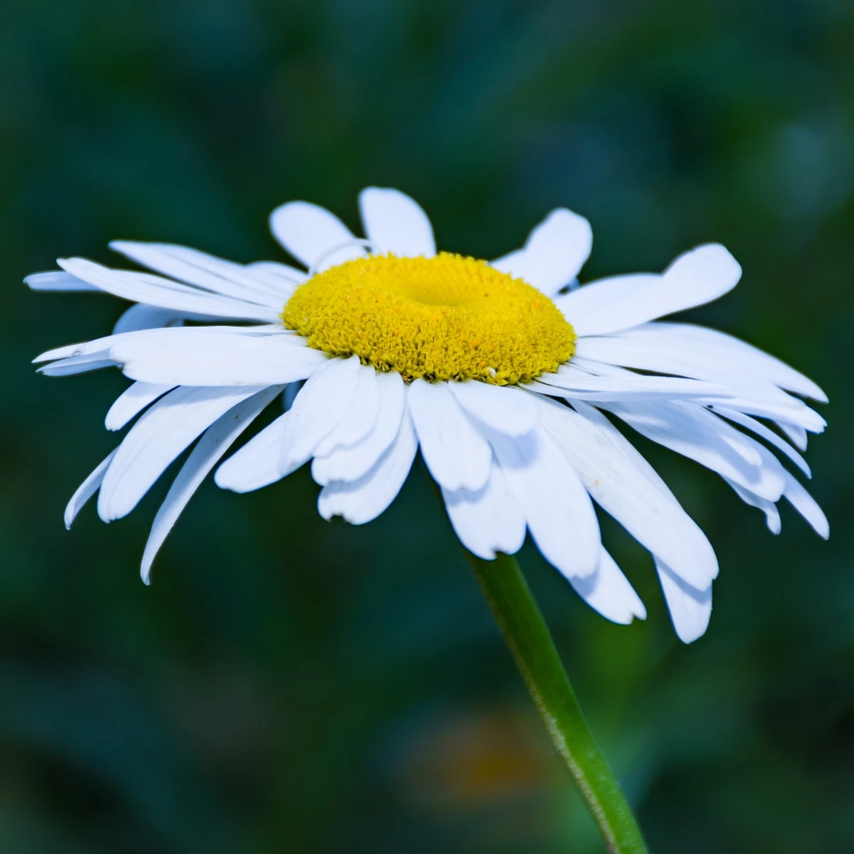 Kopretina úzkolistá - Leucanthemum graminifolium - semena kopretiny - 50 ks
