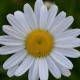 Kopretina úzkolistá - Leucanthemum graminifolium - semena kopretiny - 50 ks